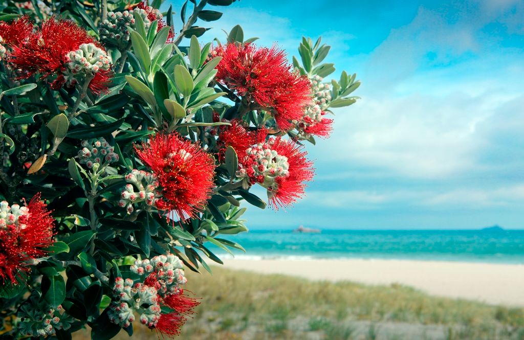 Christmas in New Zealand - Pacific Coast Lodge Mount Maunganui.jpg