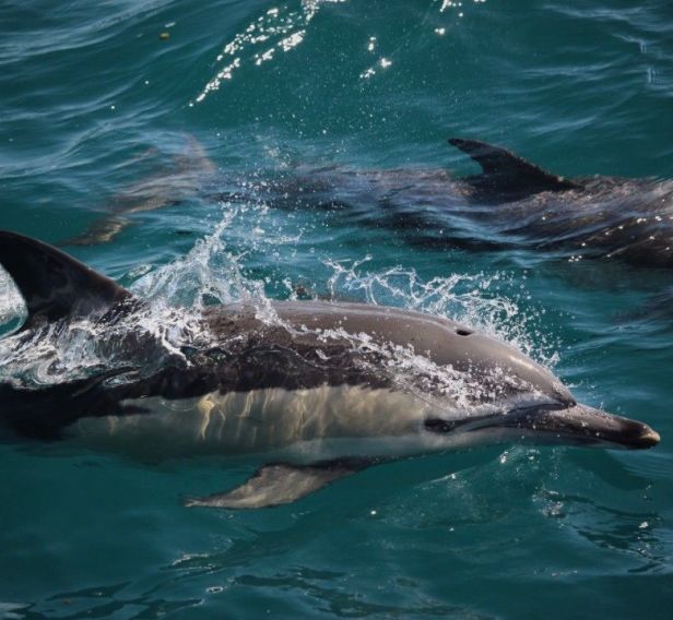 orca adventures-dolphin tours-tauranga-mount maunganui-pacific coast lodge and backpackers