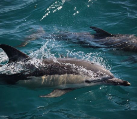 orca adventures-dolphin tours-tauranga-mount maunganui-pacific coast lodge and backpackers