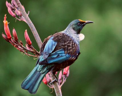 tui-bird_mount maunganui_backpackers_hostel