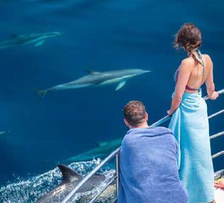 dolphin-seafaris-tours-tauranga acvitivies-adventure tourism-pacific coast lodge and backpackers